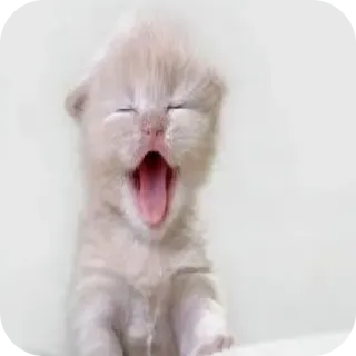 🐱 Kätzchen, Katze, süß, Tier, gähnen, Haustier, Haustier telegram sticker