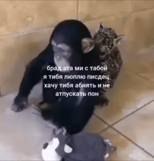 ❤️ брад эта ми с табой
я тибя люплю писдец
хачу тибя абнять и не
атпускать пон 猴子, 小猫, 动物, 友谊, 俄语, 冒犯 telegram sticker