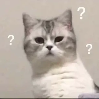 😐 ? ? ? kat, vraag, verward, meme, dier, sticker telegram sticker