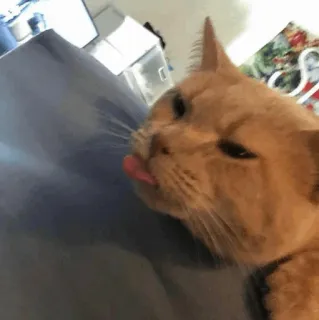 🧈 chat, animal de compagnie, animal, langue telegram sticker