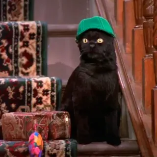 🌳 cat, pet, animal, green hat, luggage, stairs telegram sticker