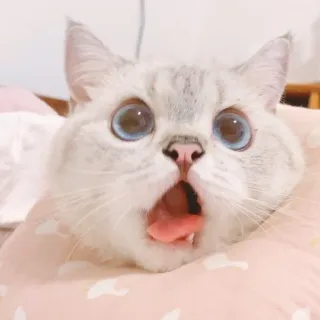 🐈 猫, かわいい, びっくり, 驚き, ペット, 動物 whatsapp sticker