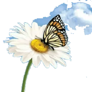 ☁ vlinder, madeliefje, bloem, natuur, insect, bloemen telegram sticker