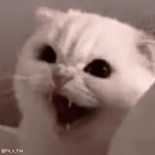 🤬 chat, en colère, mème, animal, animal de compagnie, chat blanc, drôle whatsapp sticker