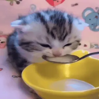 😋 котенок, кошка, молоко, кормление, милый, очаровательный, питомец, животное telegram sticker