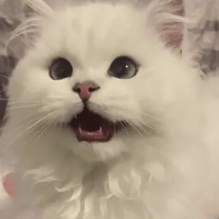 🌟 猫, 白, 衝撃, びっくり, かわいい, 飼い猫, ペット whatsapp sticker