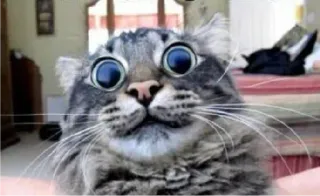 👻 gatto, animale, carino, divertente, meme, animale domestico whatsapp sticker