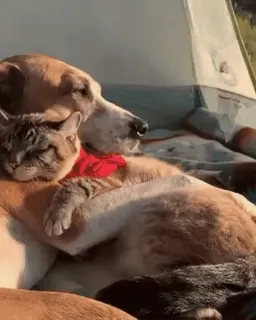 ❤️ cat, dog, sleeping, friendship, animals, cute whatsapp sticker