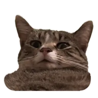 😖 chat, animal, autocollant, animal de compagnie, animal domestique, mème telegram sticker