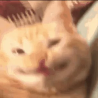 🥴 cat, licking, orange cat, domestic cat, animal, pet whatsapp sticker