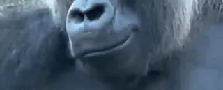 🤩 Shabani telegram sticker