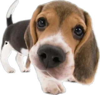 🙃 cane, beagle, cucciolo, animale, animale domestico, carino telegram sticker