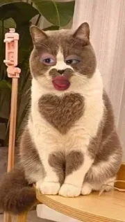 😝 cat, animal, makeup, funny, heart, cute, domestic animal telegram sticker