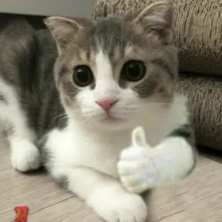 🧩 gatto, gattino, pollice in su, carino, animale, positivo, approvazione telegram sticker
