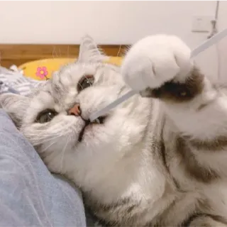😁 Katze, Haustier, Tier, niedlich, Kätzchen, spielerisch, Hauskatze telegram sticker