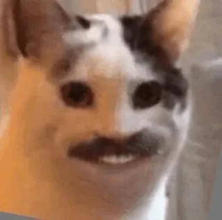 😂 cat, meme, funny, animal telegram sticker