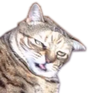😵 kucing, binatang, hewan peliharaan, lucu, meme, konyol telegram sticker