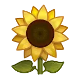 🌻
