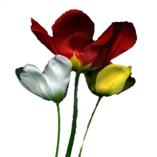 🌼 Blumen, Tulpen, Rot, Weiß, Gelb, Blumenmuster, Strauß telegram sticker