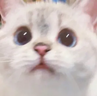🥺 gato, fofo, gatinho, animal, animal de estimação, olhos telegram sticker