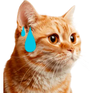 😥 gato, preocupado, suor, laranja, animal de estimação, animal, fofo telegram sticker