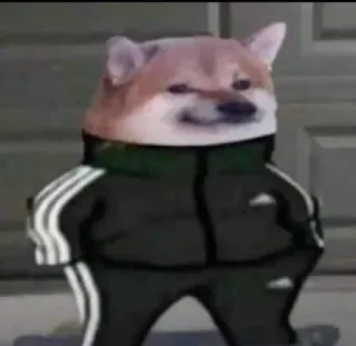 😎 doge, dog, adidas, tracksuit, animal, meme telegram sticker
