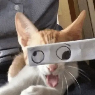 😜 gato, olhos esbugalhados, engraçado, animal, animal de estimação, humor whatsapp sticker
