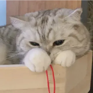 😁 Katze, Haustier, Tier, süß, häuslich, Katzenartig telegram sticker