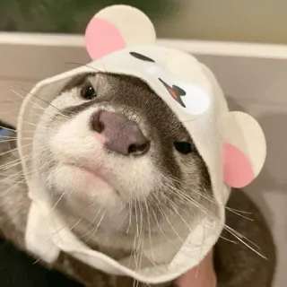 🐹 loutre, animal, mignon, chapeau, mammifère, animal de compagnie telegram sticker