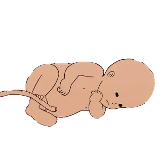SIAMO FATTI COSI' @STIKERFORALL telegram stickers