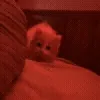 @maddemoiiselee 🪽🐈 :: @fStikBot telegram emojis 😇