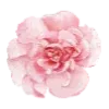 🌸