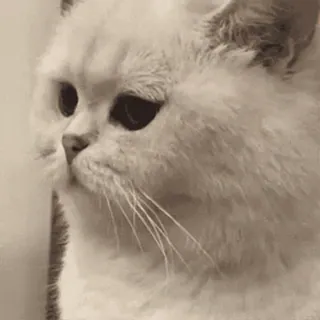 🙂 gato, animal, animal de estimação, gato branco, fofo, felino, animal doméstico whatsapp sticker