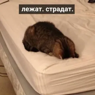 😞 лежат. страдат. kot, łóżko, smutny, cierpienie, leżący, zwierzę whatsapp sticker