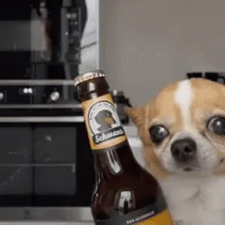 🍻 chien, bière, alcool, boisson, chihuahua whatsapp sticker