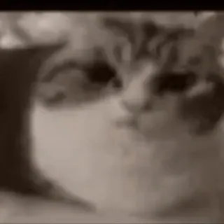 🌟 gato, animal, animal de estimação, meme, engraçado, fofo, gatinho telegram sticker