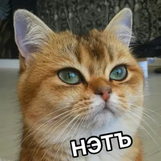 😐 НЭТЬ кот, животное, мем, смешной, милый, питомец, домашнее животное telegram sticker