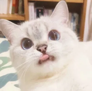 😛 gato, animal de estimação, animal, fofo, gato branco, gato doméstico, olhos azuis telegram sticker