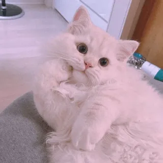 🍡 chat, mignon, chaton, animal, animal de compagnie, doux, chat blanc whatsapp sticker