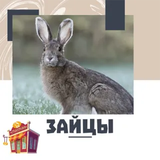 Зайцы @stickernayaa whatsapp stickers