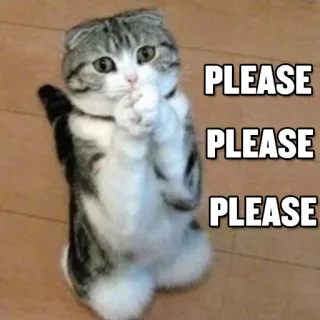 😌 PLEASE PLEASE PLEASE gato, suplicando, rogando, lindo, animal, gatito telegram sticker