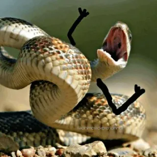 😡 Schlange, Tier, Reptil whatsapp sticker