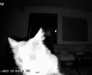 👀 chat, animal de compagnie, animal, vision nocturne, noir et blanc, animal domestique telegram sticker