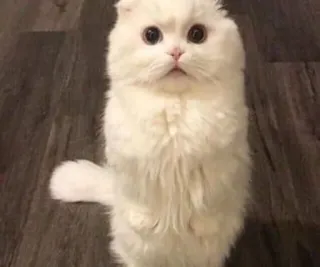 🌟 chat, chat blanc, mignon, animal, chaton, animal domestique, scottish fold, duveteux whatsapp sticker