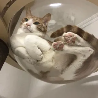 🤔 gato, felino, mascota, animal, gato doméstico, atigrado naranja, lindo, gato en burbuja, muebles para gatos telegram sticker