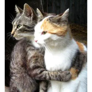 ❤ gatos, animales, amistad, animales domésticos, mascotas telegram sticker