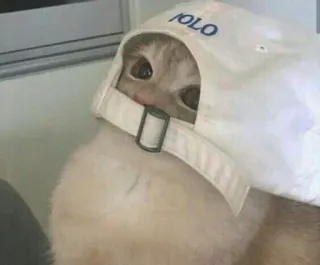😎 POLO kucing, topi, polo, hewan, peliharaan telegram sticker
