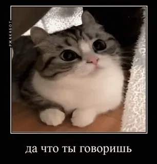 🐈 да что ты говоришь gato, meme, engraçado, fofo, russo, animal telegram sticker