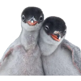 🤝 chim cánh cụt, động vật, chim, chim cánh cụt con telegram sticker