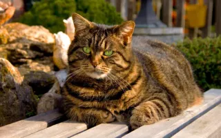 🤔 Katze, Tier, Haustier, häuslich, Katzenartig, braun, getigert, grüne Augen telegram sticker